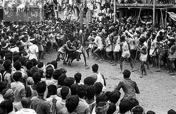 Schwarz-Weiß-Foto  Jallikattu oder Stierzähmung während des Pongal-Festes in Alanganallur bei Madurai  Tamil Nadu  Indien  Asien