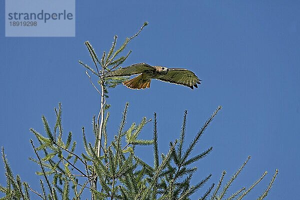 Rotschwanzbussard (buteo jamaicensis)  ERWACHSENE IM FLUG