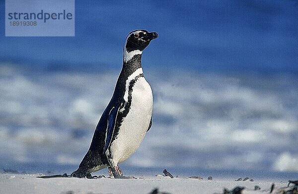 MAGELLANISCHER PENGUIN (spheniscus magellanicus)  ERWACHSENER AM STRAND  ARGENTINIEN