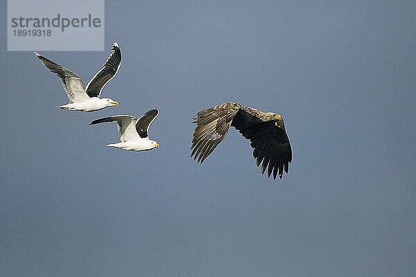 Seeadler mit Heringsmöwen (Larus fuscus)  Haliaeetus albicilla) ) (Heringsmöwe) (freistellbar) (Norwe) ) (Heringsmöwe) (freistellbar) (Norwe) (Heringsmöwe) (freistellbar) (Norwe) ) (Heringsmöwe) (freistellbar) (Norwe) (Heringsmöwe) (freistellbar) (Norwe) (Heringsmöwe) (freistellbar) (Norwe)  Heringsmöwe  freistellbar  Norwegen  Europa