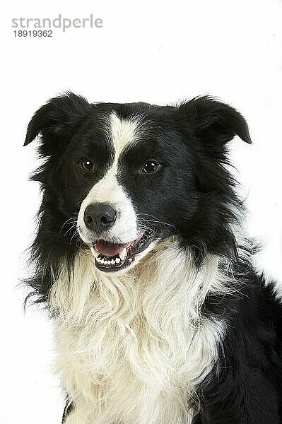 Border Collie Hund  Rüde gegen weißen Hintergrund