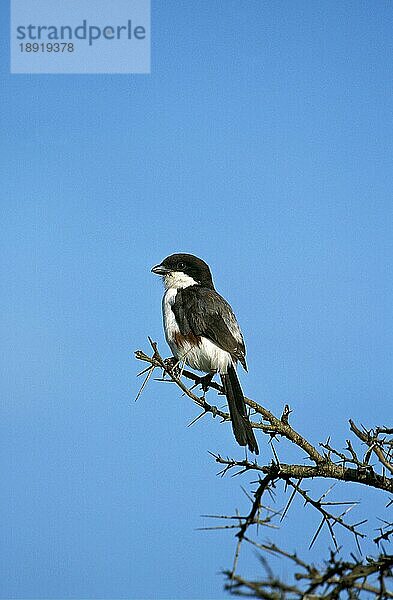 LANGSCHWANZIGER FISCHER (lanius cabanisi)  ERWACHSENER AUF BRANCHE  KENIA