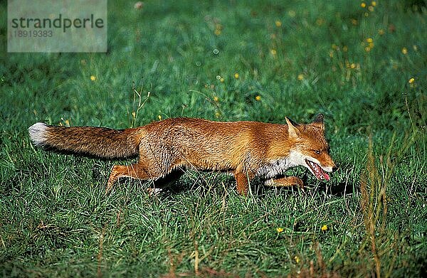 Rotfuchs (vulpes vulpes)  erwachsen  Normandie