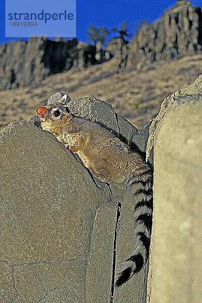 RINGTAIL- ODER RINGSCHWANZKATZE (bassariscus astutus)  ERWACHSENER STEHEND AUF FELSEN  MONTANA