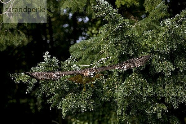 Rotschwanzbussard (buteo jamaicensis)  ERWACHSENE IM FLUG