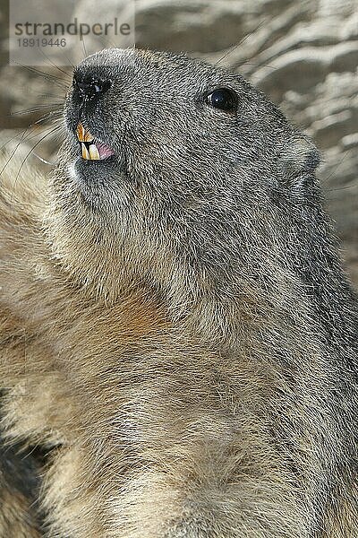 Alpenmurmeltier (marmota marmota)  Porträt eines Erwachsenen  Alpen im Südosten Frankreichs