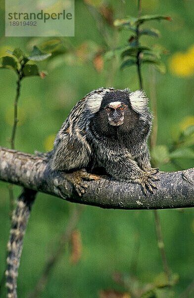 Allgemeines Marmoset (callithrix jacchus)  Erwachsener auf Ast