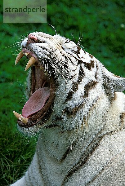 Weißer Tiger (panthera tigris)  erwachsen  gähnend  mit offenem Maul