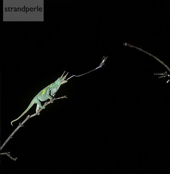 JACKSON'S CHAMELEON chamaeleo jacksoni  ERWACHSENES MÄNNLICHES FANGKREUZ MIT ZUNGE