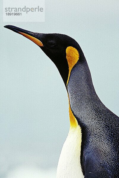 Königspinguin (aptenodytes) patagonica  Portrait eines Erwachsenen  Kolonie in Salisbury Plain  Südgeorgien