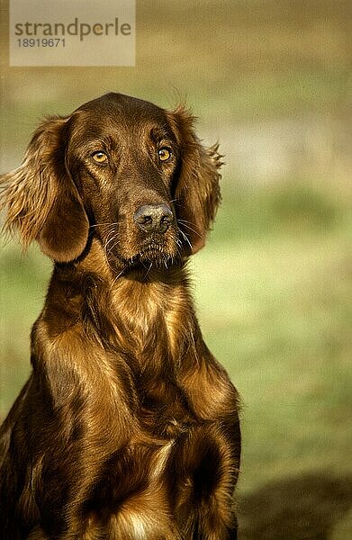 Irish Setter oder Red Setter Hund  erwachsen