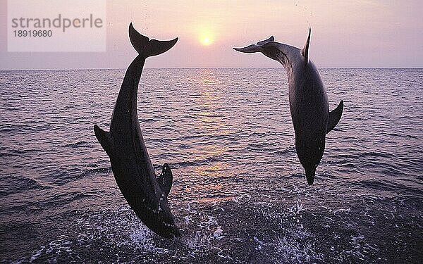 Großer Tümmler (tursiops truncatus)  Pärchen springt bei Sonnenuntergang  HONDURAS