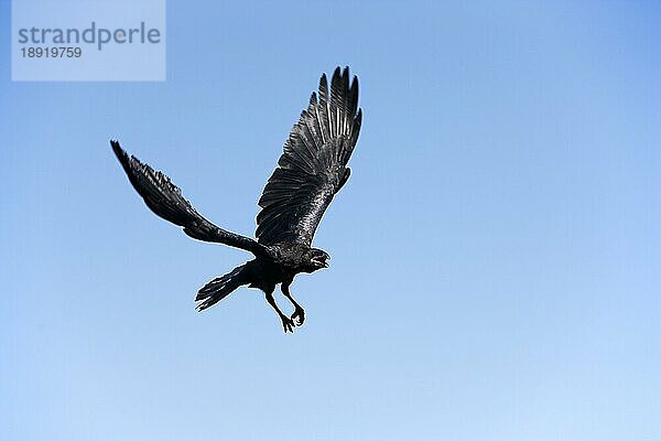 Kolkrabe (corvus corax)  Erwachsener im Flug gegen blauen Himmel