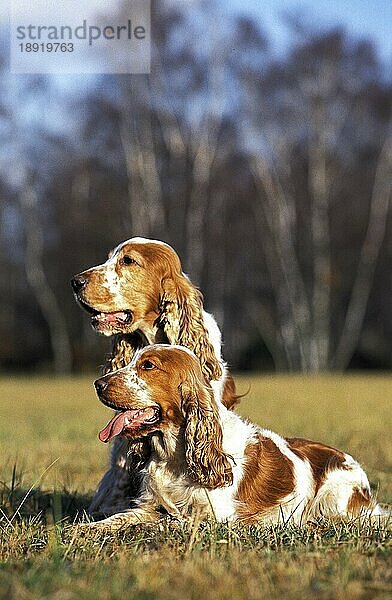 ENGLISCHER COCKERSPANIEL  ERWACHSEN  STEHEND IM GRAS