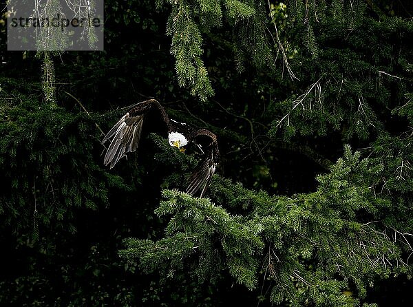 Weißkopfseeadler (haliaeetus leucocephalus)  ERWACHSENER IM FLUG