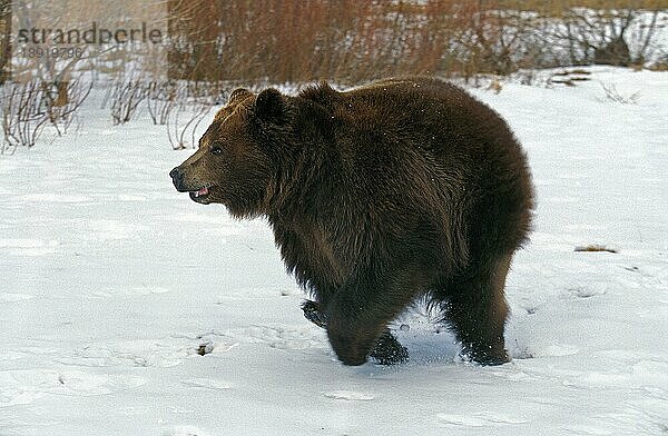 Kodiakbär (ursus arctos middendorffi)  ERWACHSENER LAUFEND IM SCHNEE  ALASKA