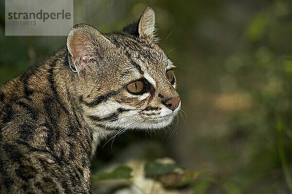 Tigerkatze oder Oncilla (leopardus tigrinus)  Portrait eines Erwachsenen