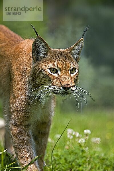 Sibirischer Luchs (lynx lynx wrangeli)  Portrait eines Erwachsenen