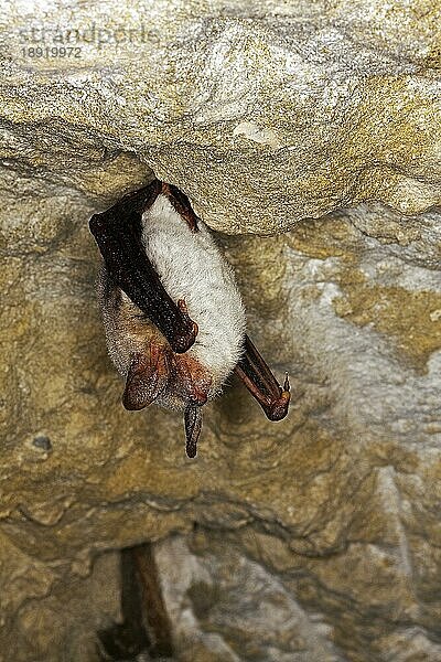 Große Hufeisennase (rhinolophus ferrumequinum)  Erwachsene überwintern in einer Höhle  Normandie