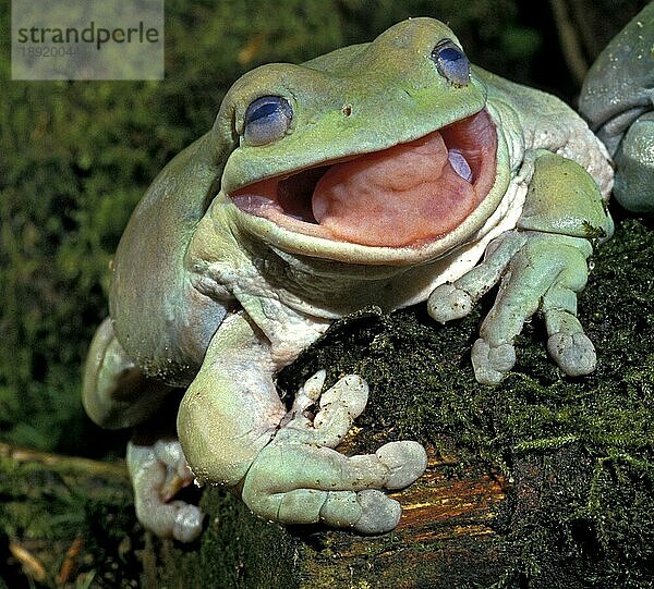 Korallenfinger-Laubfrosch (litoria caerulea)  ERWACHSENER MIT OFFENEM MUND  AUSTRALIEN