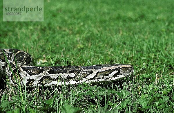 Indischer Python (python molurus)