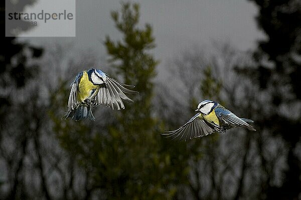 Blaumeise (parus caeruleus)  ERWACHSENE IM FLUG  NORMANDISCH IN Frankreich