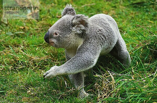 KOALA (phascolarctos cinereus)  ERWACHSENER BEIM GEHEN AUF GRAS  AUSTRALIEN