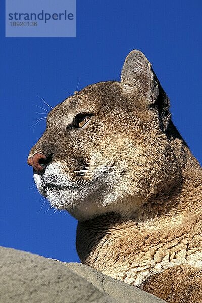 Puma (puma concolor)  Porträt eines Erwachsenen  Montana