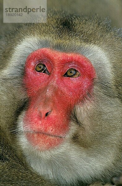 Japanischer Makake (macaca fuscata)  Portrait eines Erwachsenen  Insel Hokkaido in Japan