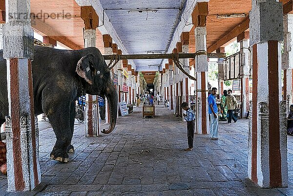 Ein Junge verehrt einen Tempelelefanten im Adi Kumbeshvarar Tempel in Kumbakonam  Tamil Nadu  Indien  Asien