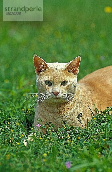 Rote Hauskatze  erwachsen  liegt auf Gras