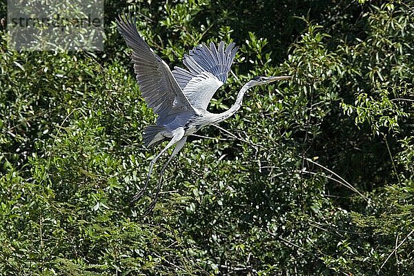 Cocoireiher (ardea cocoi)  ERWACHSENE IM FLUG  LOS LIANOS IN VENEZUELA