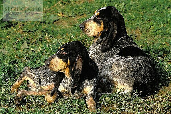 Kleiner blauer Gascogne-Hund  Erwachsene liegen auf Gras