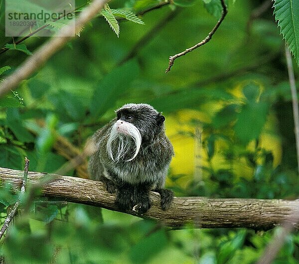 Kaisertamarin (saguinus imperator)  Erwachsener auf Ast