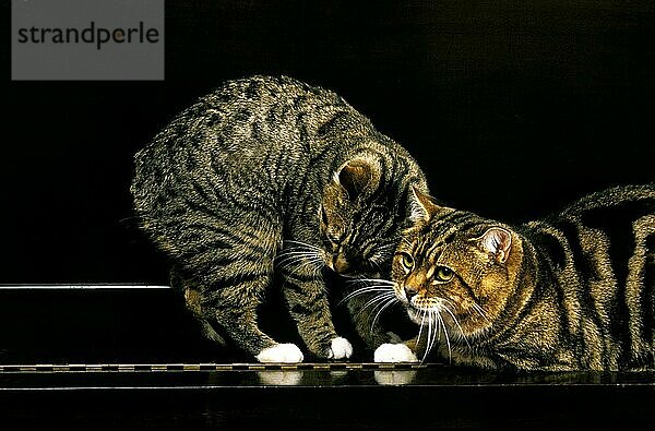 Manx Hauskatze  Katzenrasse ohne Schwanz  Erwachsene stehend auf Klavier