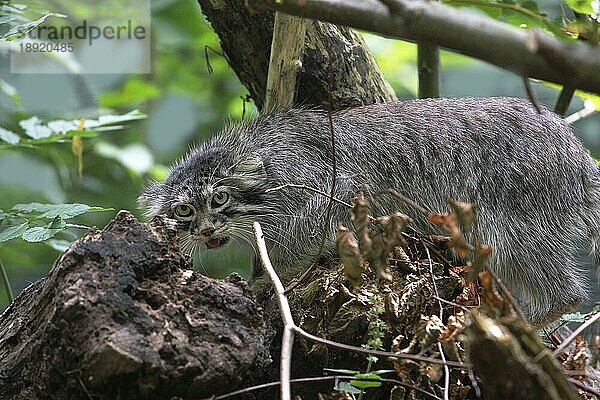 MANUL- ODER Manul (otocolobus manul)  ERWACHSENE