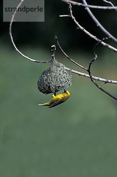 GOLDENER WEBER (ploceus xanthops)  ERWACHSENER Baut ein NEST  KENIA