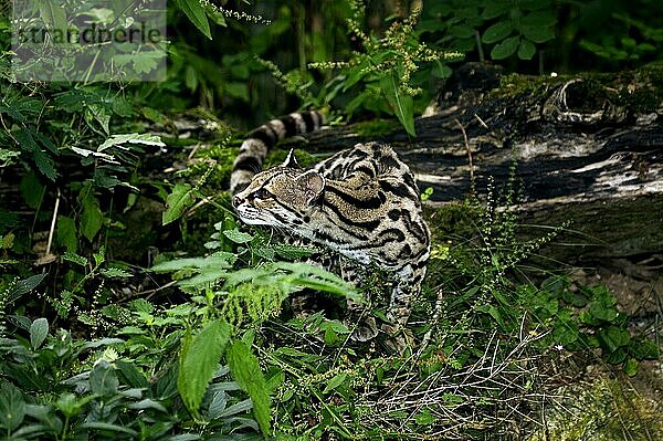 Margay-Katze  leopardus wiedi  Erwachsener