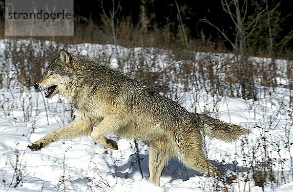 NORDAMERIKANISCHER Mackenzie-Wolf (canis lupus occidentalis)  ERWACHSENER AUF SCHNEE LAUFEND  KANADA