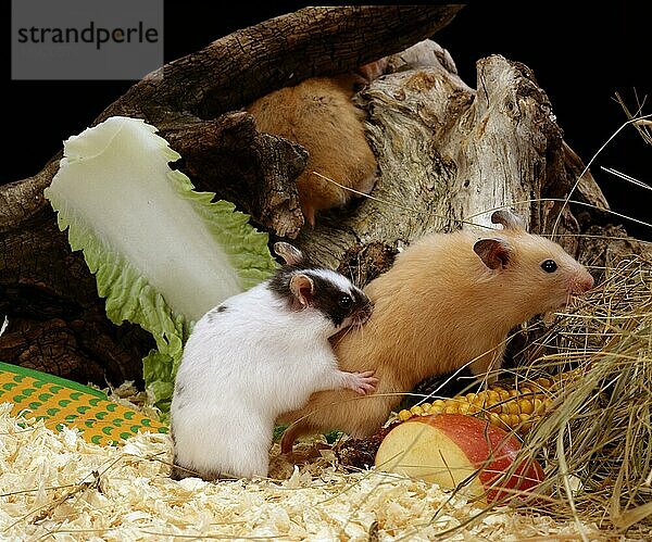 Golden Hamster  pair mating  Goldhamster (Mesocricetus auratus)  Paar  kopulierend