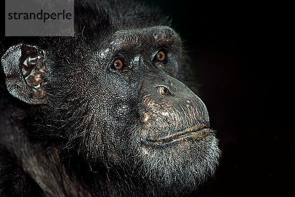 CHIMPANZEE (pan troglodytes)  KOPFANSCHAUUNG EINES ERWACHSENEN