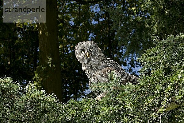 Bartkauz (strix nebulosa)  ERWACHSENER IM BAUM STEHEND