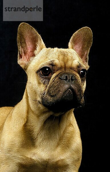 Französische Bulldogge  Porträt eines Erwachsenen vor schwarzem Hintergrund