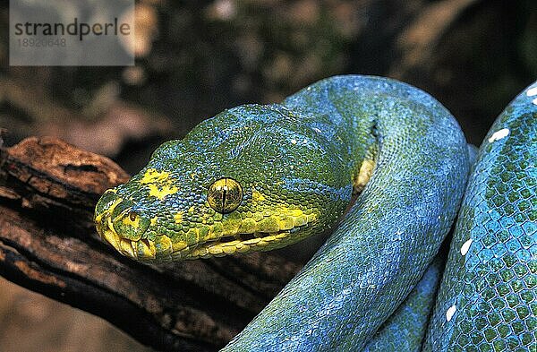 Grüne Baumpython (morelia viridis)  Kopf eines Erwachsenen mit goldenem Auge