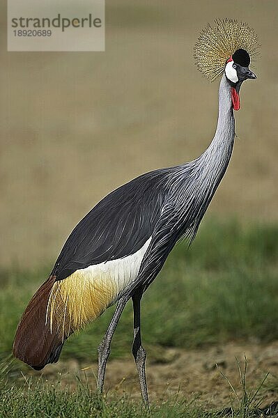 Grauscheitelkranich (balearica regulorum)  Erwachsener auf Gras  Nakuru Park in Kenia