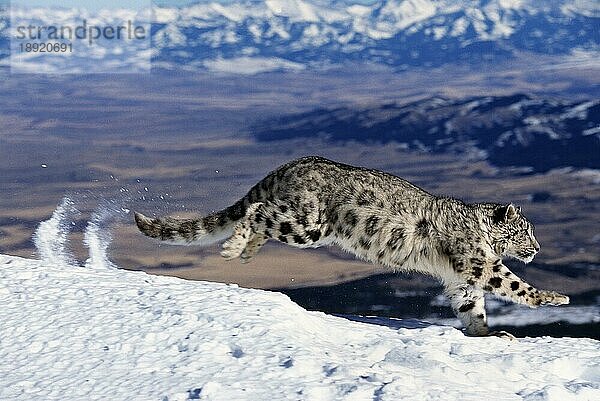 Schneeleopard oder Unze  uncia uncia  Erwachsener  der auf Schnee durch den Berg läuft