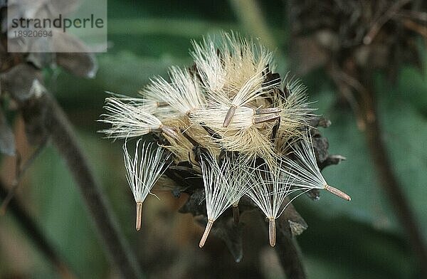 Elfwort seeds  Echter Alant (Inula helenium)  Flugsamen  Pflanzen  Heilkräuter  Korbblütengewächse (Compositae)  Köpfchenblütler  Querformat  horizontal
