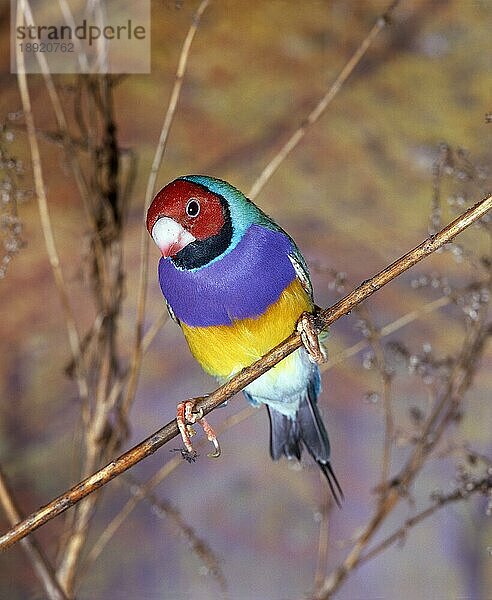 Gouldian Finch  chloebia gouldiae  Erwachsener auf Ast