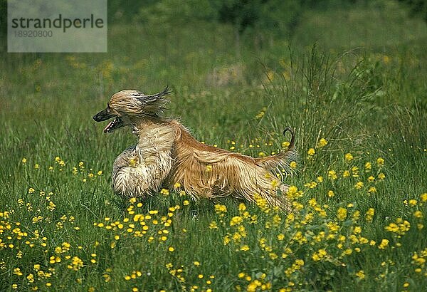 Afghanischer Windhund  Erwachsener läuft durch Blumen