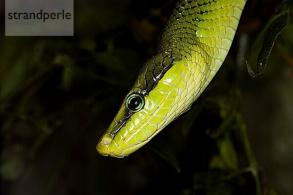 ROTSCHWANZIGE GRÜNE RATTENSCHLANGE gonyosoma oxycephala  KOPF EINES ERWACHSENEN